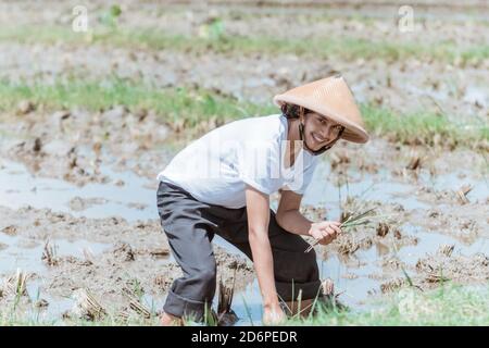 Asiatische Bauern beugen sich über das Tragen von Hüten beim Pflanzen von Reis in Die Felder Stockfoto