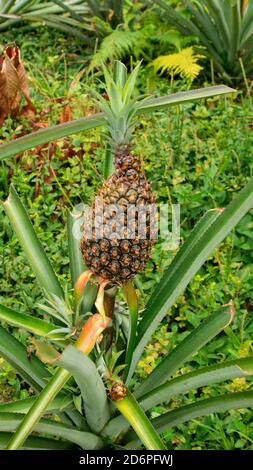 Nahaufnahme einer grünen Ananas auf der Pflanze vor Wird auf einer Farm im ecuadorianischen Amazonas geerntet Stockfoto