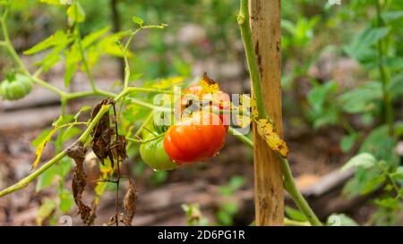 Nahaufnahme einer Gruppe roter Tomaten auf dem Pflanze, bevor sie vor einem Hintergrund der grünen Vegetation geerntet Auf einem Bauernhof im ecuadorianischen Amaz Stockfoto