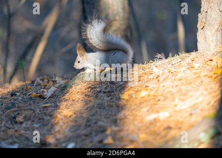 Eichhörnchen sitzt auf einem Baum in der Herbstsaison Stockfoto