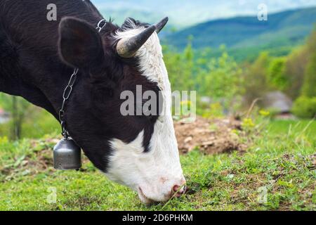 Kuhfarm. Kühe begrasen auf dem Feld. Stockfoto