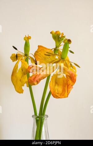 Wilted bouquet of yellow tulips close up Stockfoto