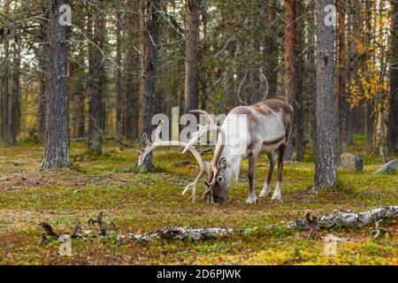 Wilde Rentiere grasen im Kiefernwald in Lappland, Nordfinnland. Stockfoto