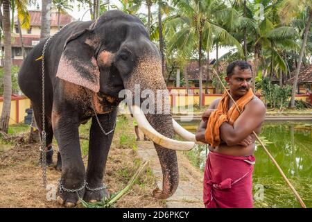 Nicht identifizierter indischer Mann, der nahe bei Tempelelefanten in Cochin, Kerala Zustand, Indien steht Stockfoto