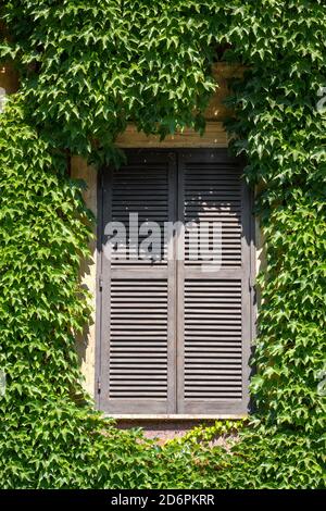 Nahaufnahme eines alten Fensters mit geschlossenen Holzfenstern Eine Wand mit grünen Blättern bedeckt Stockfoto