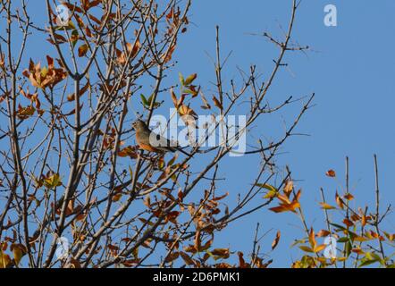 Amerikanischer Rotkehlvogel getarnt durch Herbstblätter whlen auf Baumstruktur Stockfoto