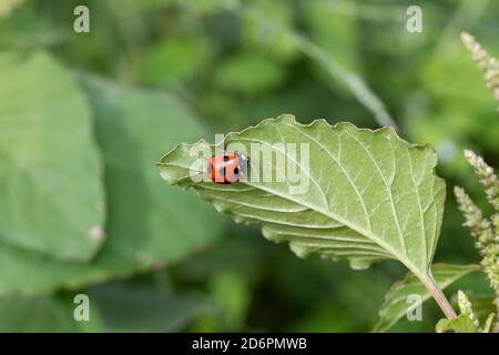 Marienkäfer mit sieben Fleckflecken (Coccinella septempunctata), Stadt Isehara, Präfektur Kanagawa, Japan Stockfoto