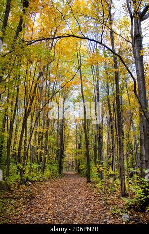 Ein Waldweg im Herbst. Stockfoto