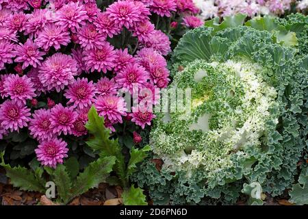 Rosa Chyrsanthemum und Weiß Ornamental blühende Kale wächst im Garten, Herbstblumen, Pflanzen, Stauden Brassica oleracea Stockfoto