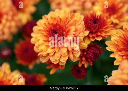 Orangefarbene Chrysanthemen Stockfoto