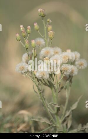 Trifolium alexandrinum ist ein einjähriger Klee, der hauptsächlich in bewässerten subtropischen Regionen angebaut und als Hülsenfrüchte verwendet wird. Stockfoto