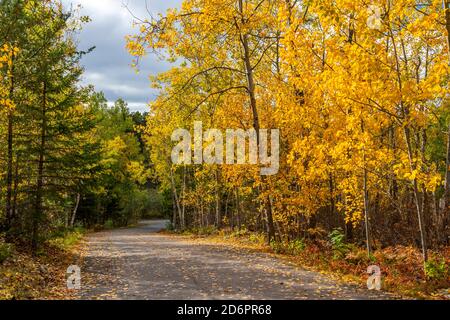 Herbstfärbung in den Bäumen im Rushing River Provincial Park, Ontario, Kanada. Stockfoto