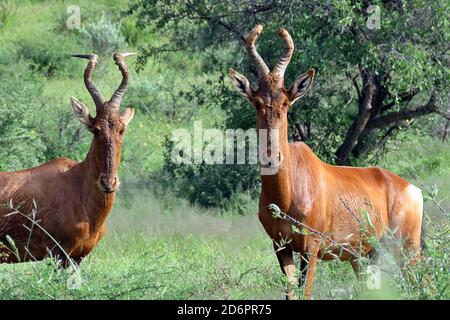 Ein Paar vom Aussterben bedrohte rote Hartebeest (Alcelaphus buselaphus caama) in nassem Grüngras im Naturschutzgebiet Ondekaremba bei Windhoek, Namibia Stockfoto