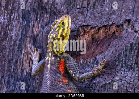 Ein Namib Rock Agama (Agama planiceps), der sich in der Sonne in der Namib-Wüste an der Palmwag Junction in Kunene, Namibia, im südlichen Afrika, sonnt Stockfoto