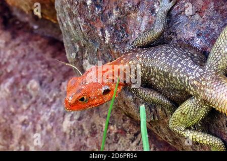 Ein Namib Rock Agama (Agama planiceps), der sich in der Sonne in der Namib-Wüste an der Palmwag Junction in Kunene, Namibia, im südlichen Afrika, sonnt Stockfoto