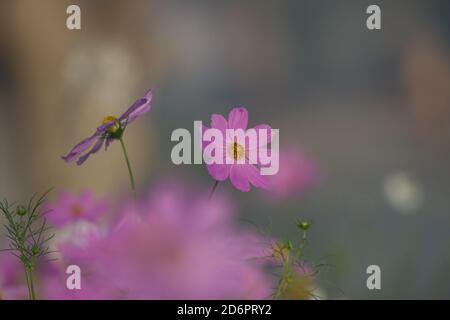 Cosmos ist eine Gattung, mit dem gleichen gemeinsamen Namen von Cosmos, bestehend aus blühenden Pflanzen in der Familie der Sonnenblumen. Stockfoto