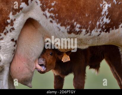 Kalb trinkt Milch von Mutterkuh Stockfoto