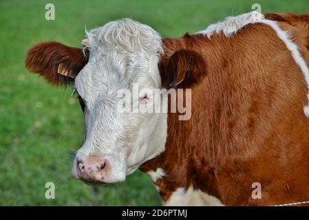 Kuh der Rasse gefleckte Rinder Stockfoto