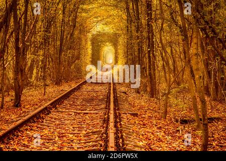 Tunnel der Liebe in der Ukraine. Bahngleise durch Laubwald. Herbsttag Stockfoto