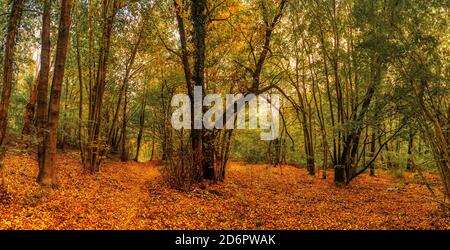 Herbstsaison in den Wäldern des regionalen Parks von Campo dei Fiori Varese, Italien Stockfoto