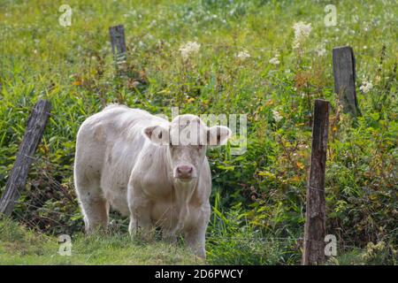 Junge Kuh, braun und weiß grasen auf einer Wiese Stockfoto