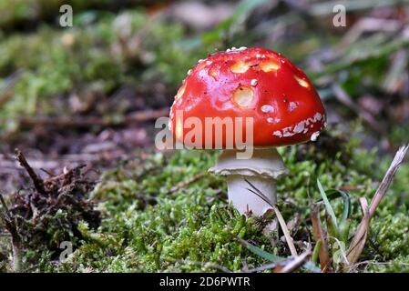 Porträt einer grasenden jungen Kuh, gefleckte Rinder Stockfoto