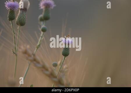 Trifolium alexandrinum oder Barseen ist ein einjähriger Klee, der hauptsächlich in bewässerten subtropischen Regionen angebaut und als Hülsenfrüchte verwendet wird Stockfoto