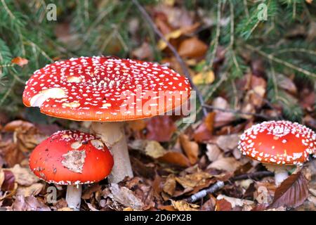 Porträt einer grasenden jungen Kuh, gefleckte Rinder Stockfoto