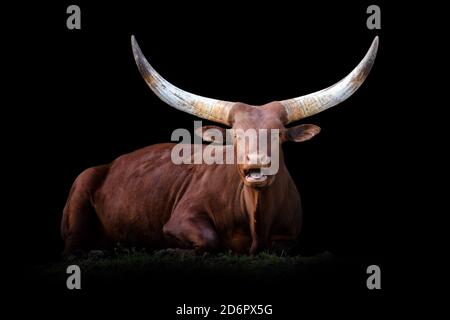 Nahaufnahme Ankole Watusi Longhorn. Wildtier isoliert auf schwarzem Hintergrund Stockfoto