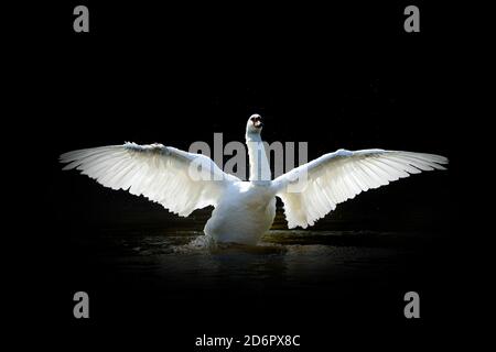 Nahaufnahme Schwan. Wildtier isoliert auf schwarzem Hintergrund Stockfoto