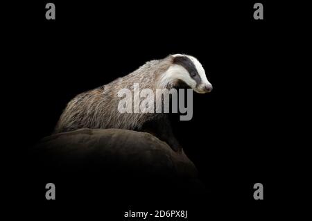 Nahaufnahme Dachs. Wildtier isoliert auf schwarzem Hintergrund Stockfoto