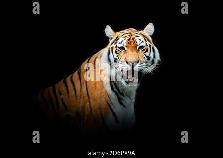 Nahaufnahme Tiger. Wildtier isoliert auf schwarzem Hintergrund Stockfoto
