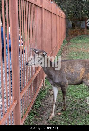 Ein weibliches Hirsch im Zoo in der Nähe eines braunen Zauns Stockfoto