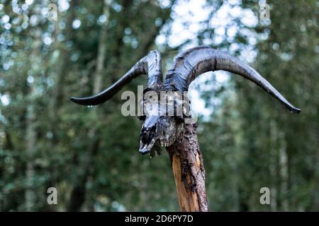 Ziegenschädel auf einem Holzspieß Stockfoto