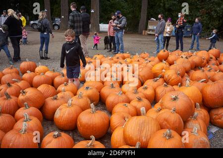 Jährliches Kürbispflaster auf den Fir Point Farms in Aurora, Oregon, am Samstag, den 17. Oktober 2020, während einer Pandemie-Herbstsaison. Stockfoto