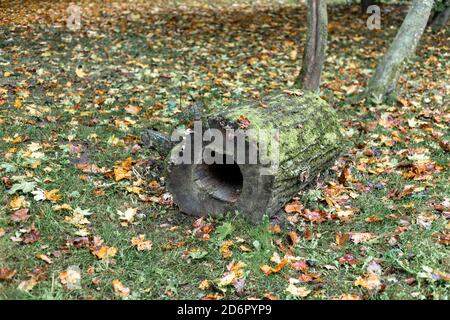 Ein mit Moos bedeckter Baumstamm zwischen gelben Herbstblättern Stockfoto