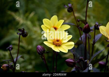 Nahaufnahme von blühenden gelben Dahlien Stockfoto
