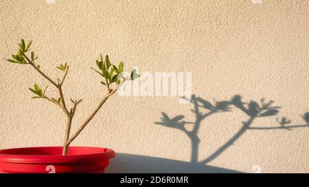 Kleiner Olivenbaum und sein Schatten Stockfoto