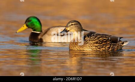 Zwei Stockenten schwimmen im Wasser im Herbst Natur. Stockfoto