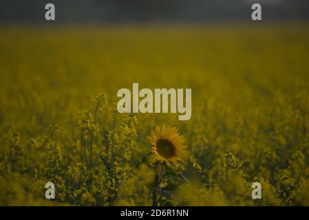 Sonnenblume Helianthus annuus, die gemeinsame Sonnenblume, ist ein großes jährliches Forb der Gattung Helianthus als Ernte für seine Speiseöl und essbar angebaut Stockfoto