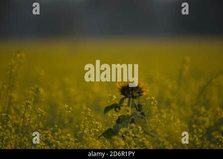 Sonnenblume Helianthus annuus, die gemeinsame Sonnenblume, ist ein großes jährliches Forb der Gattung Helianthus als Ernte für seine Speiseöl und essbar angebaut Stockfoto