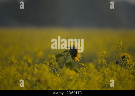 Sonnenblume Helianthus annuus, die gemeinsame Sonnenblume, ist ein großes jährliches Forb der Gattung Helianthus als Ernte für seine Speiseöl und essbar angebaut Stockfoto