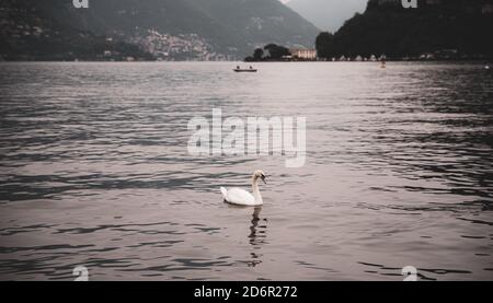 Schwan Wandern im Comer See Stockfoto