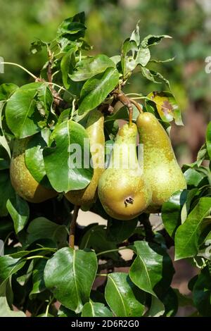 Pyrus communis 'Konferenz'. Pear „Konferenz“. Dessertbirne. Essen Birnen wachsen auf einem Baum Stockfoto