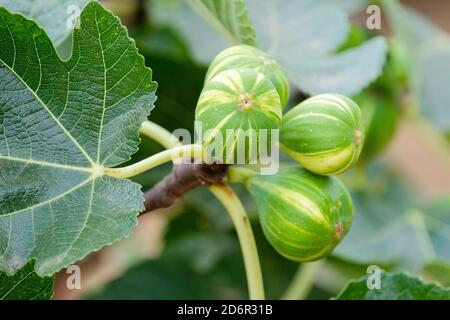 Baum Der Gestreiften Tiger-Feige. Ficus carica 'Panache'. Abb. „Panache“. Gestreifte gelbe und grüne Feigen wachsen auf einem Baum Stockfoto