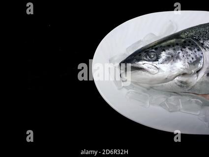 Lachs Fisch auf Eis auf einem weißen Teller. Schwarzer isolierter Hintergrund. Stockfoto