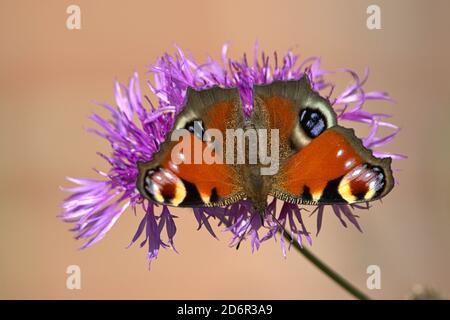 Schleswig, Deutschland. Oktober 2020. 10/17/2020, Schleswig, ein Pfauenschmetterling (Aglais io) auf einem Wiesenschnabelkraut (Centaurea jacea) an einem sonnigen Herbsttag. Der schöne Schmetterling kann zu dieser Jahreszeit nicht mehr so viele Blumen finden. Klasse: Insekten (Insecta), Ordnung: Schmetterlinge (Lepidoptera), Familie: Edelfalter (Nymphalidae), Unterfamilie: Gefleckte Schmetterlinge (Nymphalinae), Gattung: Aglais, Art: Peacock Butterfly Quelle: dpa/Alamy Live News Stockfoto