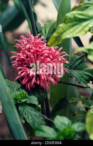 Schöne Justicia carnea mit roten Blüten im Garten in Sonniger Sommertag Selektiver Fokus Stockfoto