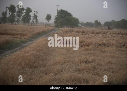 Weizen ist ein Gras, das weit verbreitet für seine Samen angebaut wird, ein Getreidekorn, das weltweit ein Grundnahrungsmittel ist. Die vielen Weizenarten zusammen bilden die Gattung Stockfoto