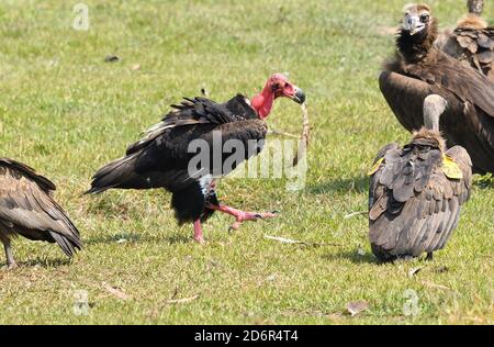 Rot - Kopf oder Asian König Geier, Sarcogrips calvus, mit Knochen, in der Nähe Chitwan Nationlal Park, Nepal Stockfoto